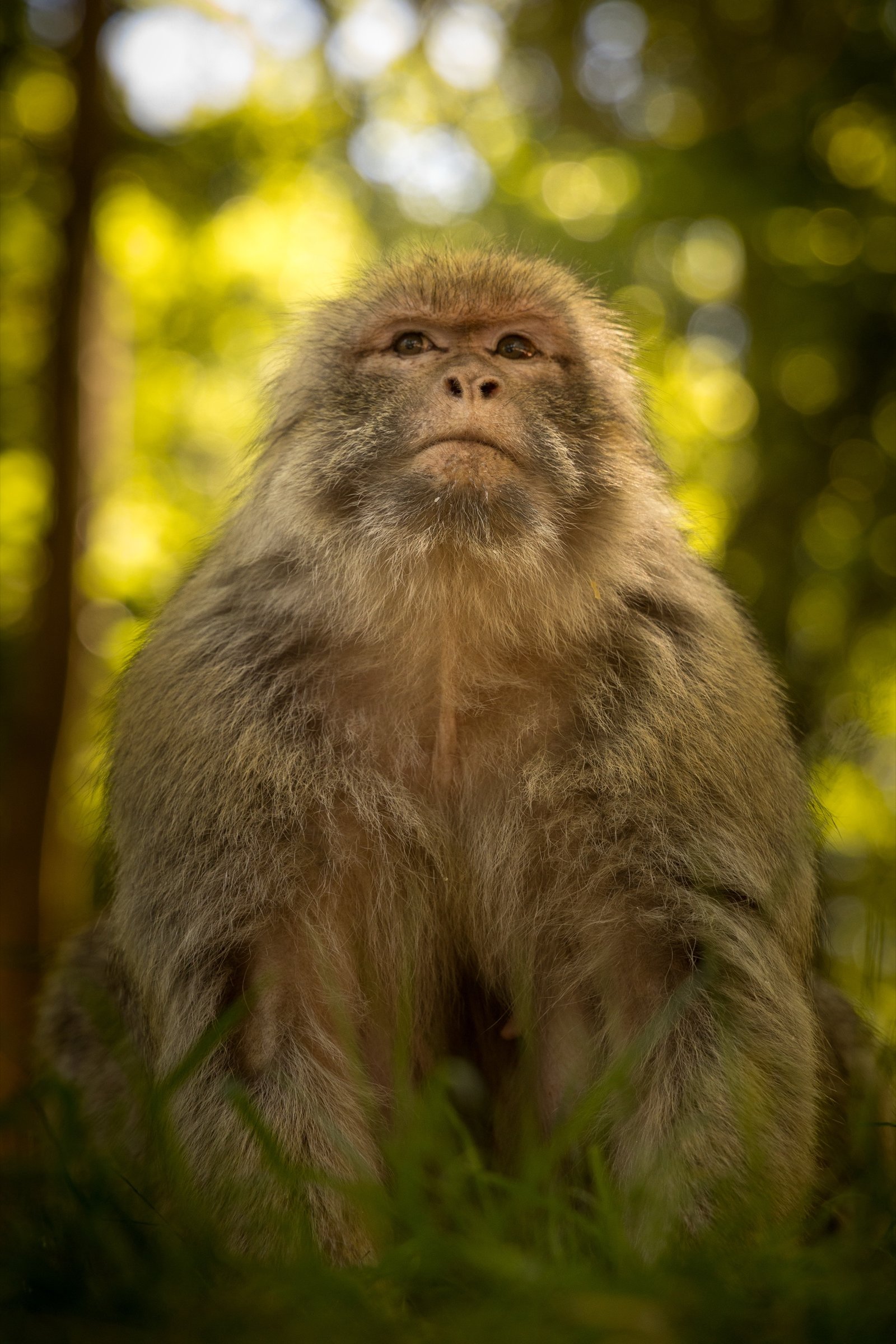 Photographe animalier entre Vosges et Haute-Saône
