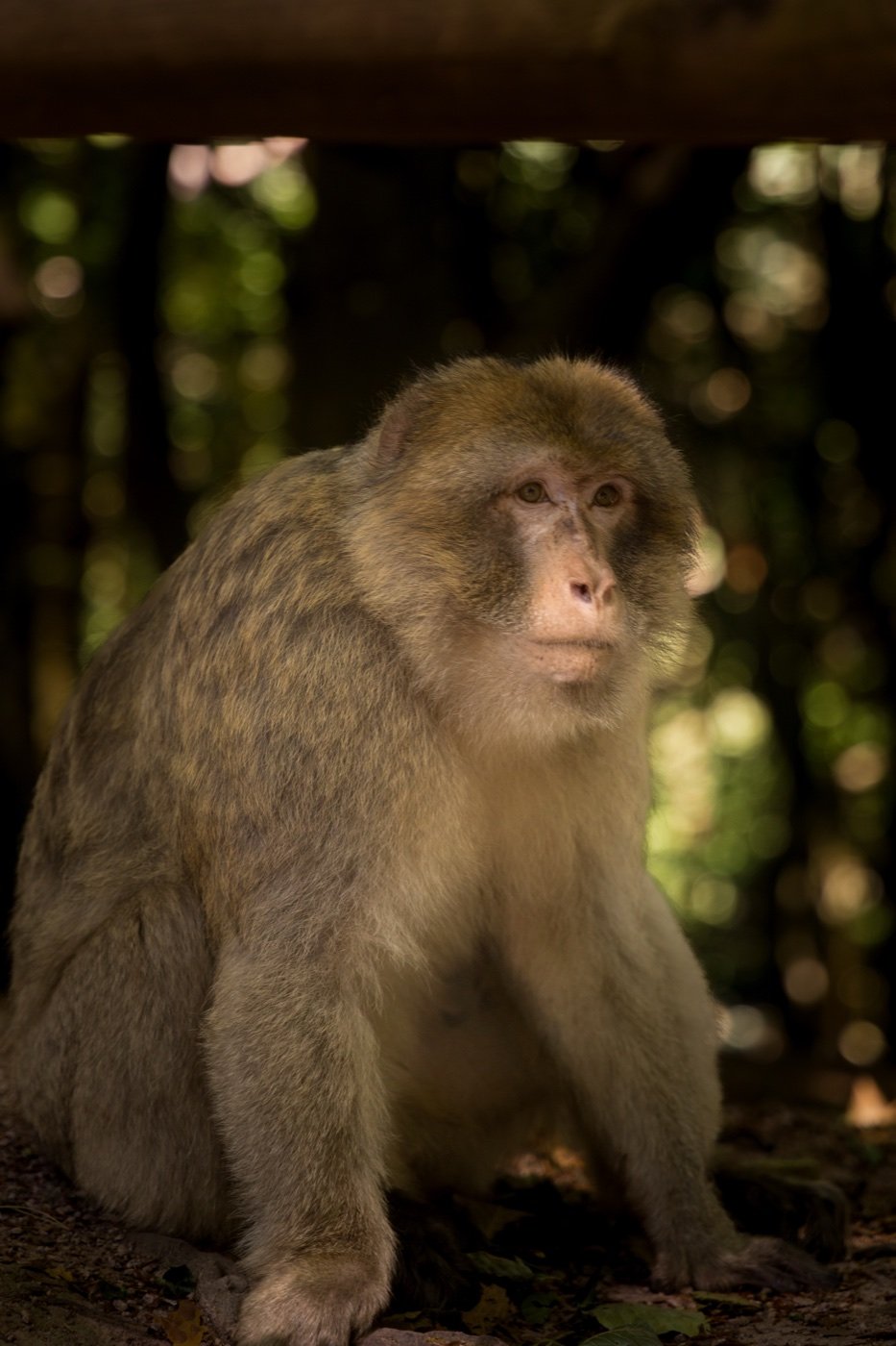 Montagne des singe, Kintzheim — photo 14