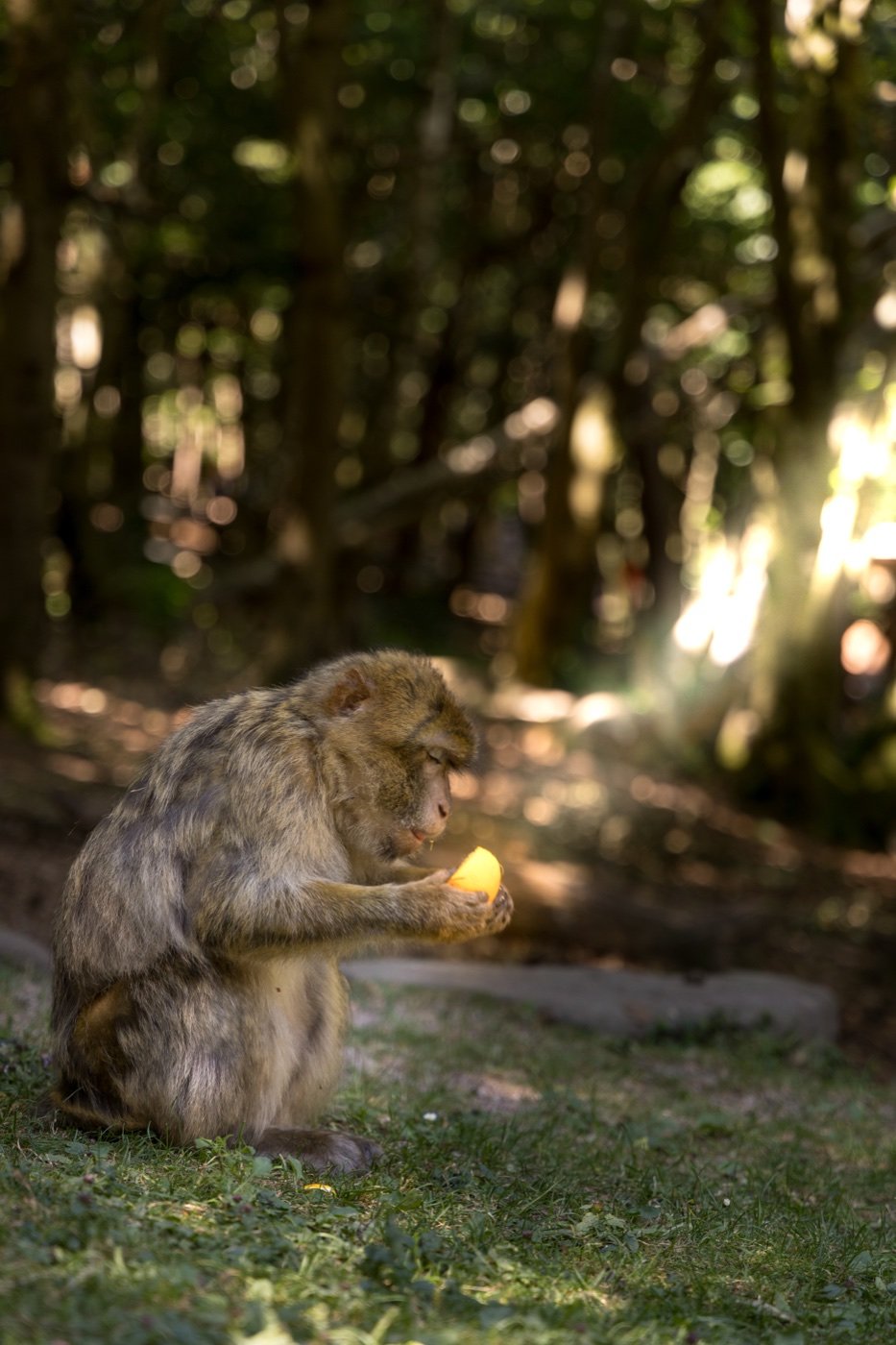 Montagne des singe, Kintzheim — photo 12