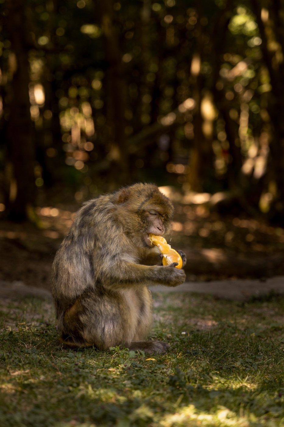Montagne des singe, Kintzheim — photo 11