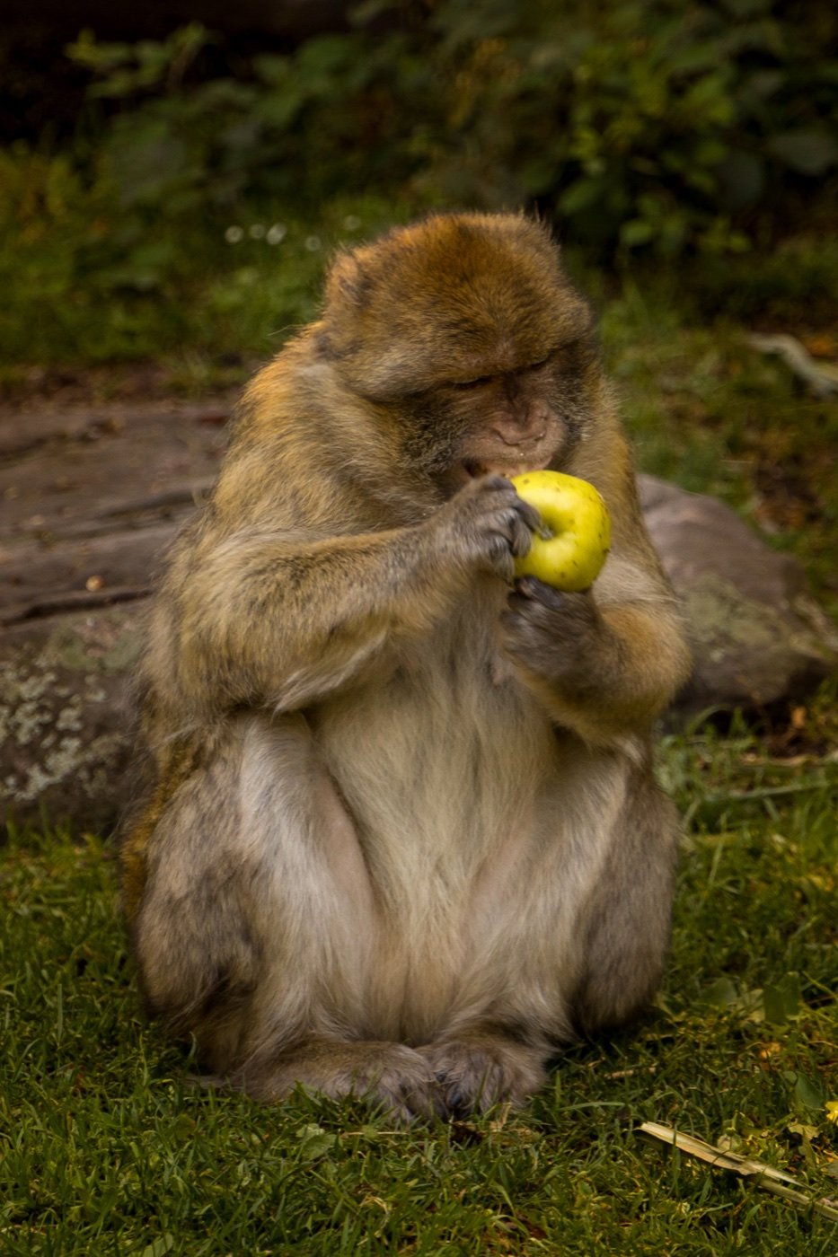Montagne des singe, Kintzheim — photo 8