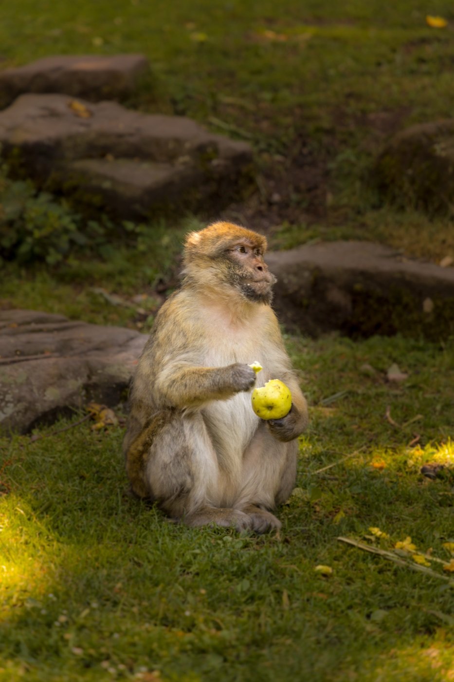Montagne des singe, Kintzheim — photo 7