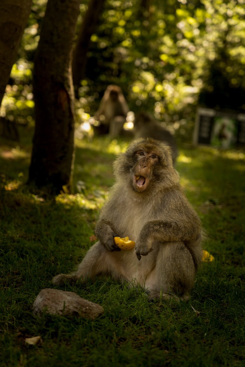 Montagne des singe, Kintzheim — photo 6