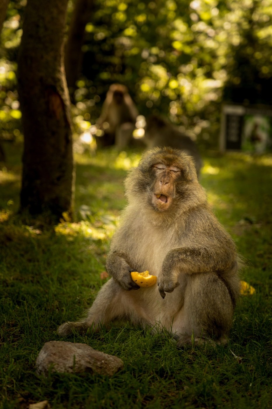 Montagne des singe, Kintzheim — photo 5