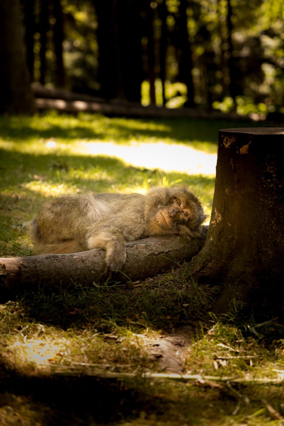Montagne des singe, Kintzheim — photo 4