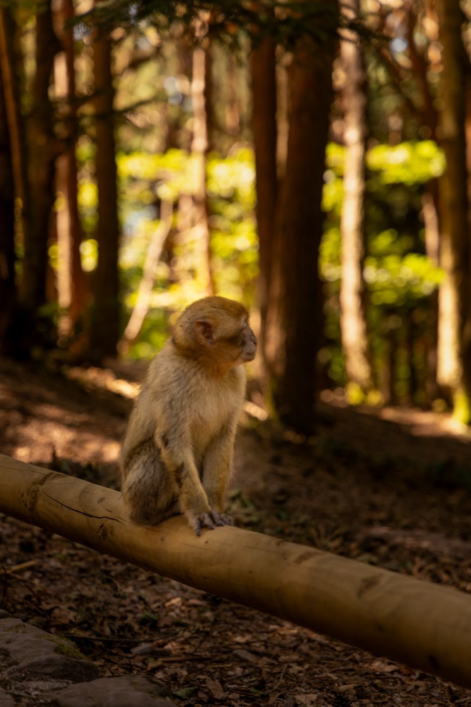 Montagne des singe, Kintzheim — photo 2